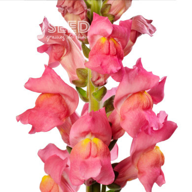 Muflier F1 Cannes Rose III