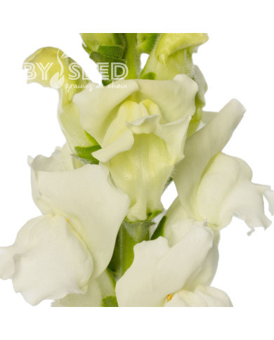 Muflier F1 Cannes White imp. III