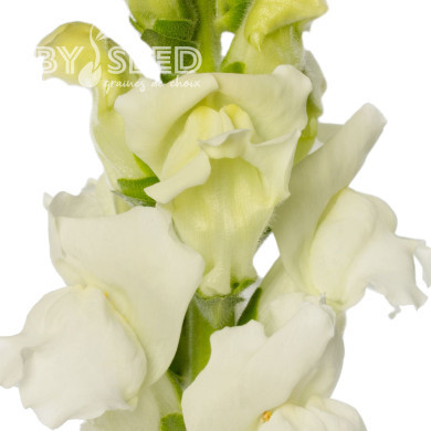 Muflier F1 Cannes White imp. III