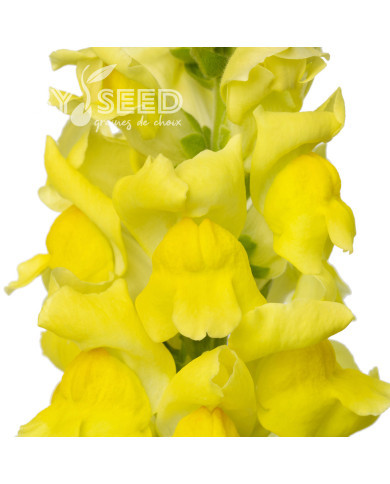 Muflier F1 Cannes Yellow III