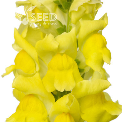 Muflier F1 Cannes Yellow III