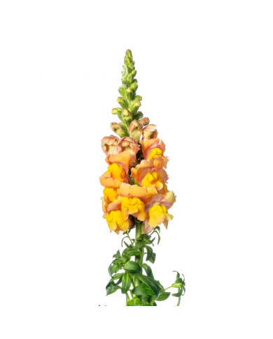 Muflier F1 Nantes Light Orange 0