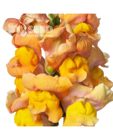 Muflier F1 Nantes Light Orange 0