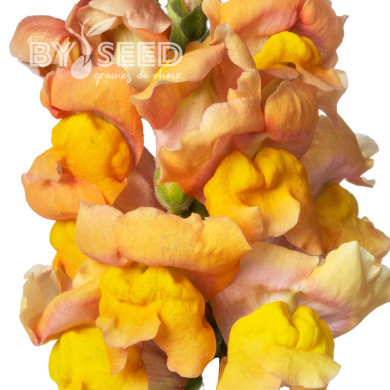 Muflier F1 Nantes Light Orange 0