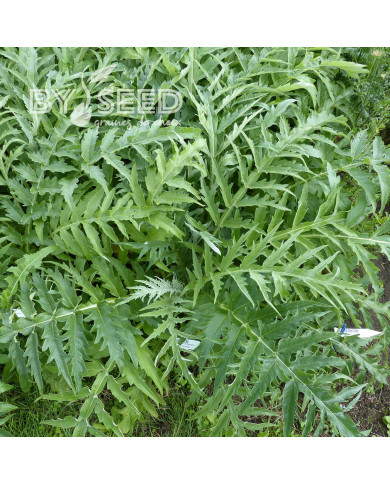 Cardon Porto Spineless