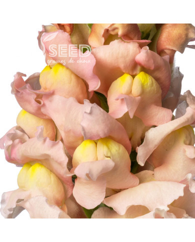 Muflier F1 Nantes Pink 0