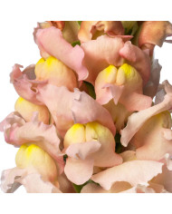 Muflier F1 Nantes Velvet 0