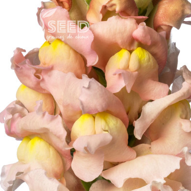 Muflier F1 Nantes Pink 0