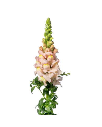 Muflier F1 Nantes Pink 0