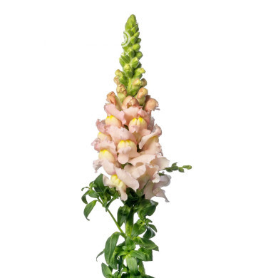 Muflier F1 Nantes Pink 0