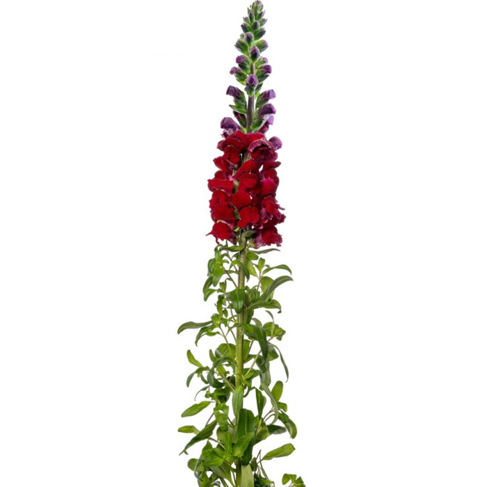 Muflier F1 Nantes Velvet 0