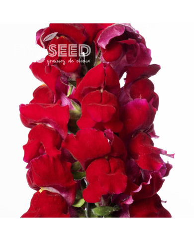 Muflier F1 Nantes Velvet 0