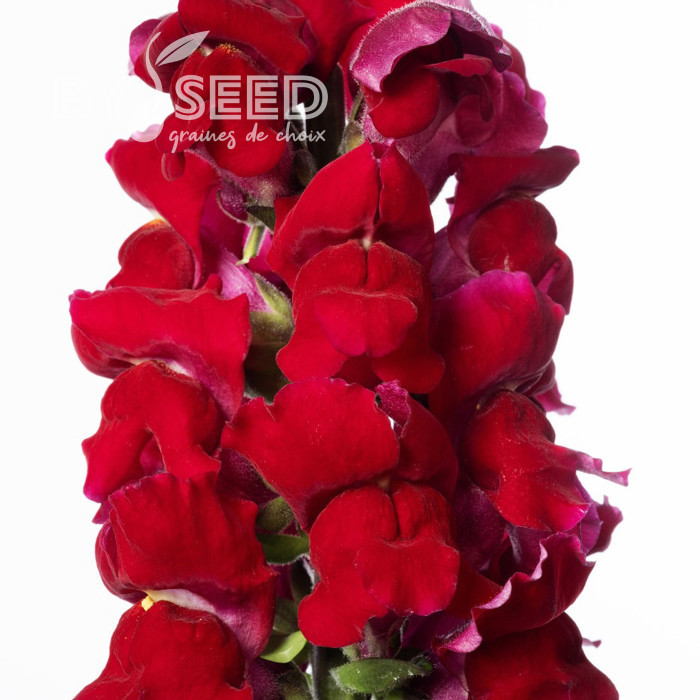 Muflier F1 Nantes Velvet 0