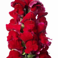 Muflier F1 Nantes Velvet 0