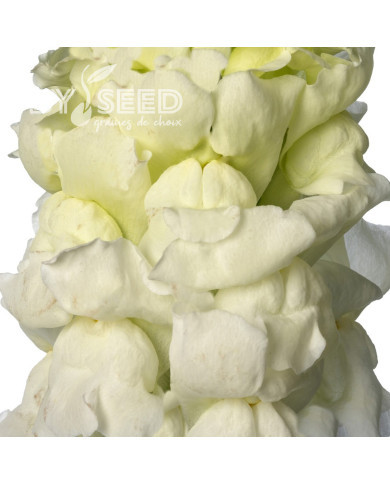 Muflier F1 Nantes White 0