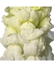 Muflier F1 Nantes Velvet 0