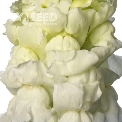 Muflier F1 Nantes White 0