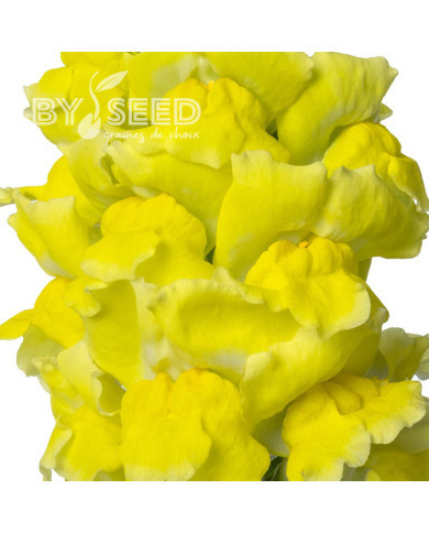 Muflier F1 Nantes Yellow 0