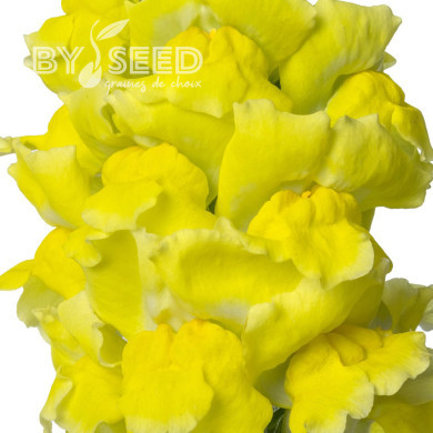 Muflier F1 Nantes Yellow 0