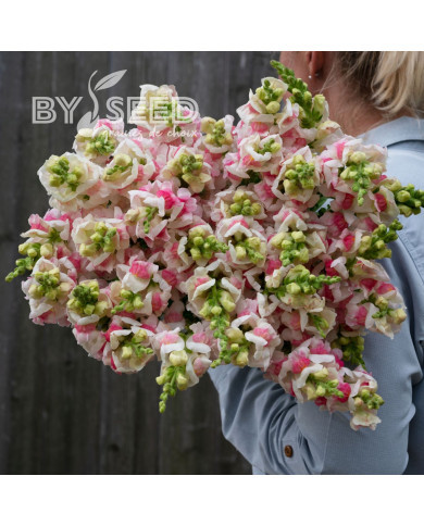 Muflier F1 Opus III/IV Appleblossom