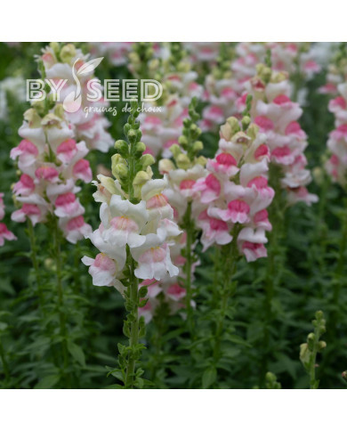 Muflier F1 Opus III/IV Appleblossom