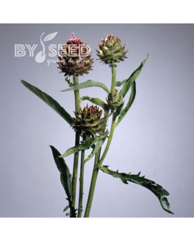 Cardon Porto Spineless