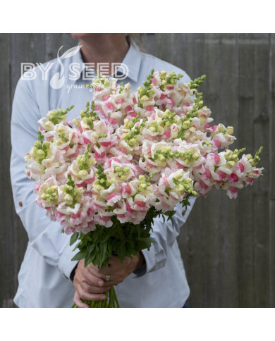 Muflier F1 Opus III/IV Appleblossom