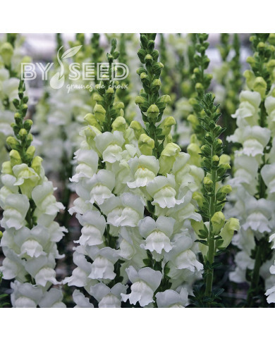 Muflier F1 Opus III/IV Fresh White