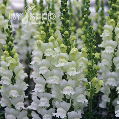 Muflier F1 Opus III/IV Fresh White