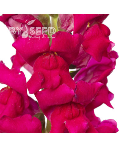 Muflier F1 Orleans Lilac IV