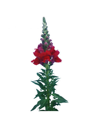 Muflier F1 Orleans Red IV