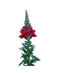 Muflier F1 Potomac Orange III/IV