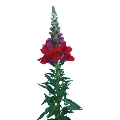 Muflier F1 Orleans Red IV