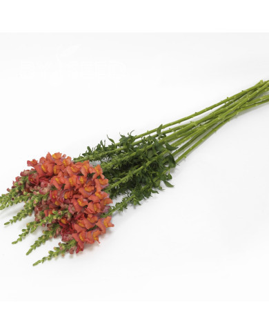 Muflier F1 Potomac Orange III/IV