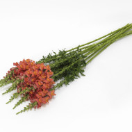 Muflier F1 Potomac Orange III/IV