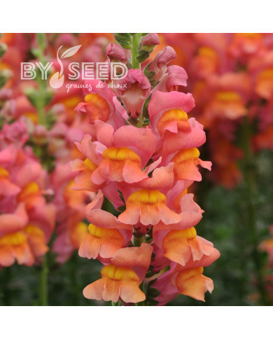 Muflier F1 Potomac Orange III/IV