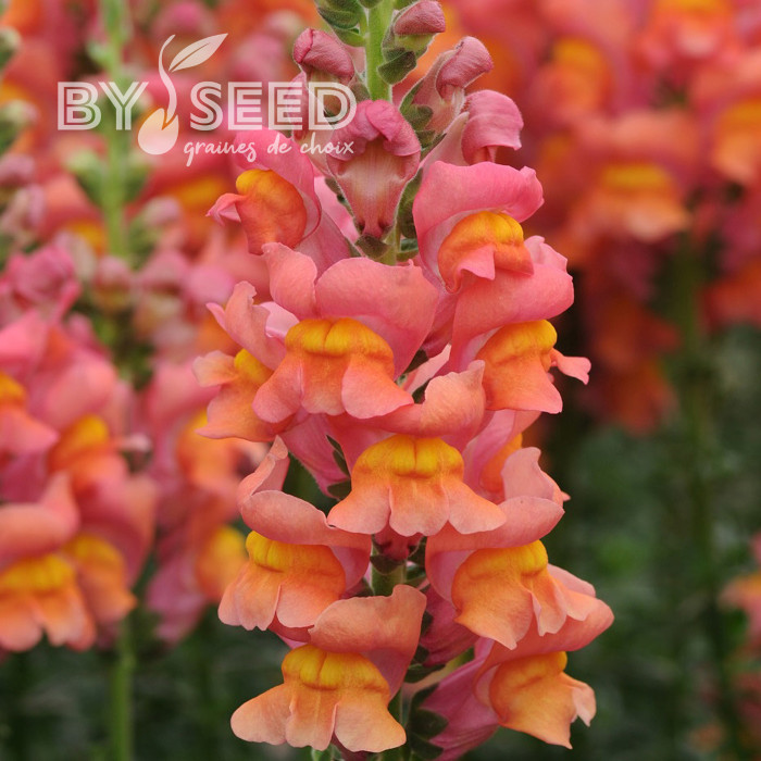 Muflier F1 Potomac Orange III/IV