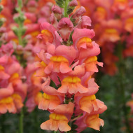 Muflier F1 Potomac Orange III/IV