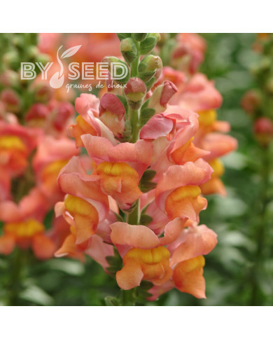 Muflier F1 Potomac Orange III/IV