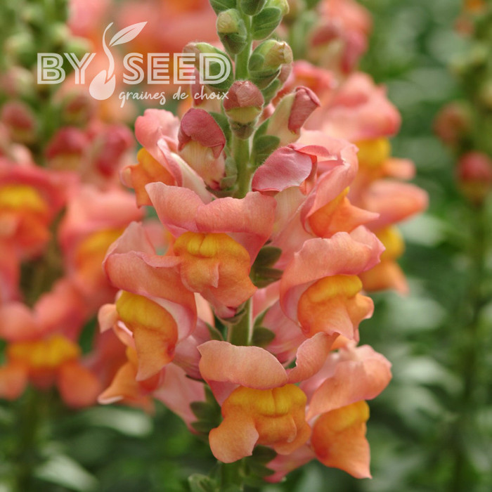 Muflier F1 Potomac Orange III/IV