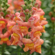 Muflier F1 Potomac Orange III/IV