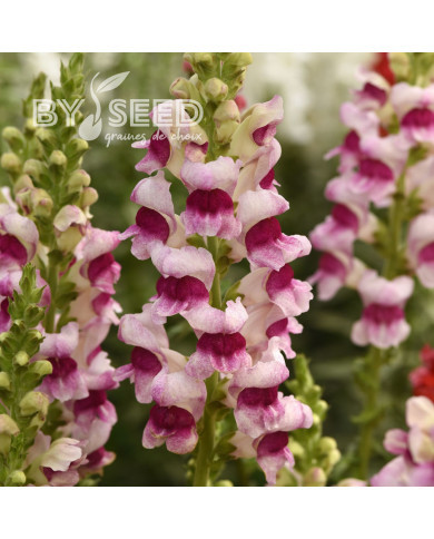 Muflier F1 Potomac Plumblossom III/IV