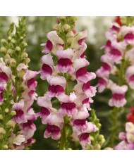 Muflier F1 Potomac Orange III/IV