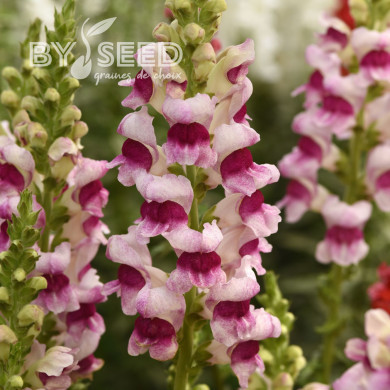 Muflier F1 Potomac Plumblossom III/IV