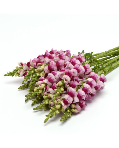 Muflier F1 Potomac Plumblossom III/IV