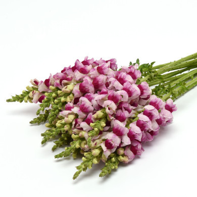 Muflier F1 Potomac Plumblossom III/IV