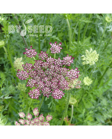 Carotte ornementale Dara