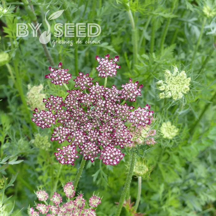 Carotte ornementale Dara