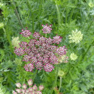 Carotte ornementale Dara