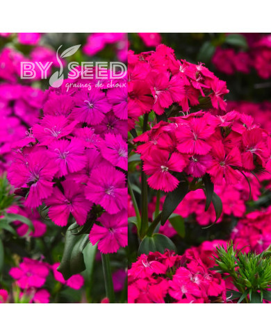 OEillet de poète hybride Amazon Neon Duo